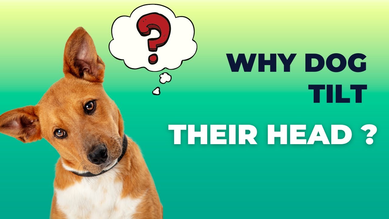 Why dog tilt their heads ? YouTube