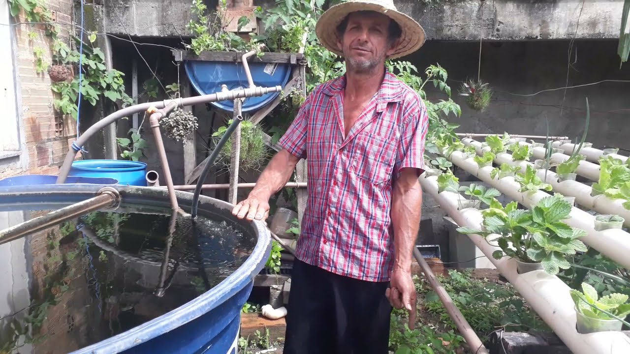 CRIAR PEIXE EM CAIXA D'ÁGUA DÁ LUCRO? ACOMPANHEM ESSE VÍDEO E VOCÊS IRÃO CONHECER A VERDADE