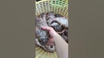 Cá mao ếch (Allenbatrachus grunniens)