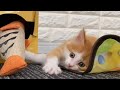 やんちゃすぎる子猫が可愛い【子猫成長日記#15】