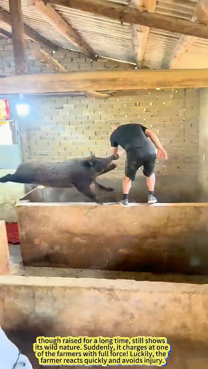 When a Domesticated Boar Goes Wild!