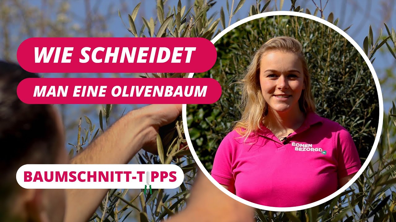Wie schneidet man einen Olivenbaum? | BaumSchnitt-Tipps #2