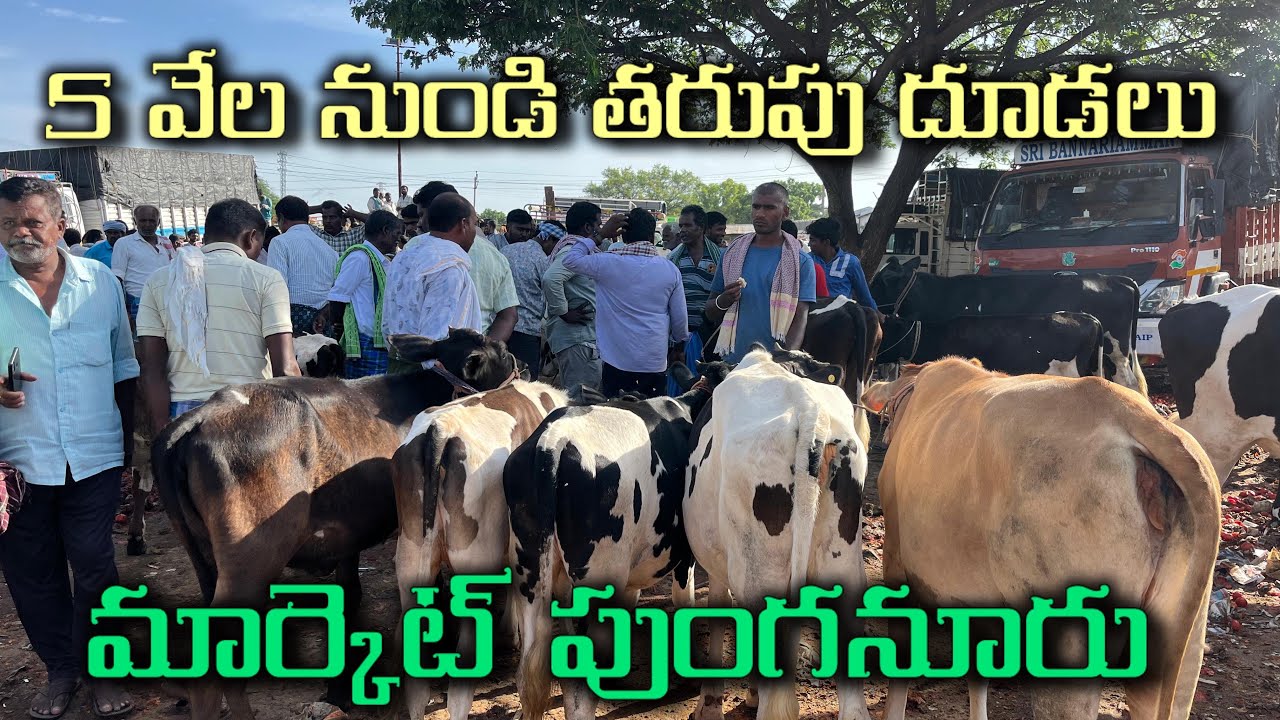 తరుపు దూడలు మార్కెట్, calf & cow and bull market - YouTube