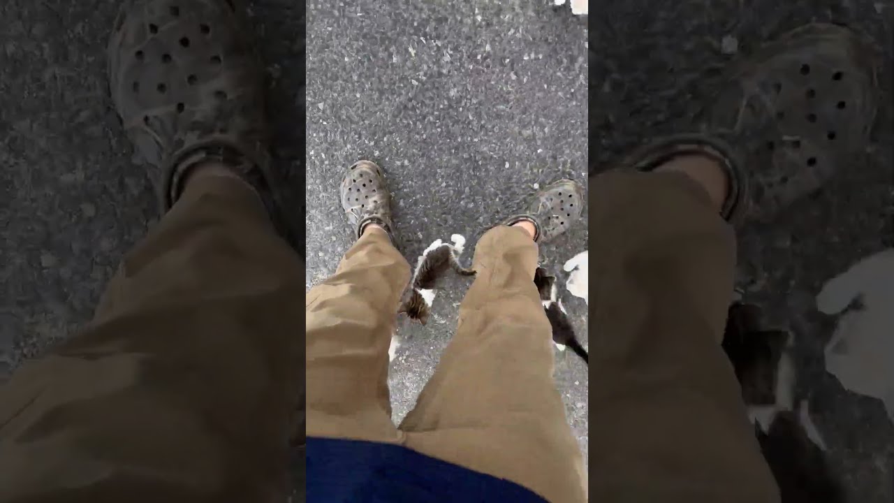 Man Gets Ambushed By Adorable Kittens 