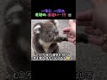 豪州旅行中にロト並みの確率で遭遇した、異次元の幸運