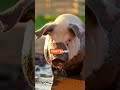 Mud helps pigs stay cool, protected, and comfortable #pigfacts  #FarmFacts #agrilife