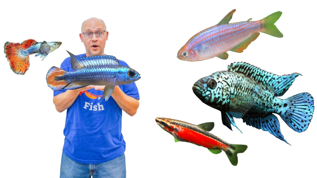 Which FISH is PRETTIEST on this TOUR???