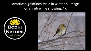American goldfinch male in winter plumage on shrub while snowing, 4K