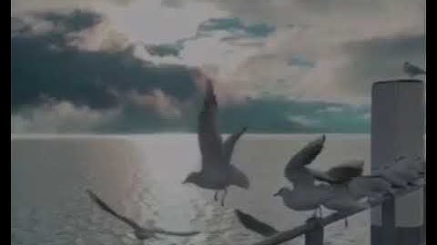 القارئ/ بدر التركي حفظه الله ....سورة الصف .....الآيه ( ٨ - ٩)