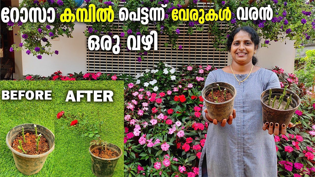 റോസാ കമ്പിൽ ഇത്രയും വേഗം വേര് വരാൻ|Rose stems to take root so quickly