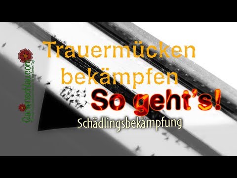 trauermückenbefall-erkennen,-loswerden-und-dauerhaft-vertreiben---trauermücken-bekämpfen