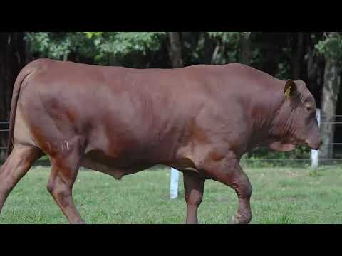 LOTE 11   MMM 1311
