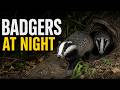A Night with a Pair of Badgers