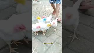 Ayam warna warni kecil ditutup keranjang bambu ajaib berubah menjadi besar🤭 #ayamwarnawarni