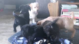 Mini Labradoodle Puppies for Sale