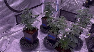 Kicking Off a NEW Grow in the 5x9 Gorilla Tent! 🔥 | KIND LED X² V2 Setup + Nutrient Poll!