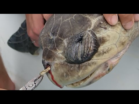 Removing a plastic straw from a sea turtle's nostril - Short Version