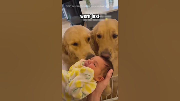 Golden Retrievers Meet Baby! ❤️