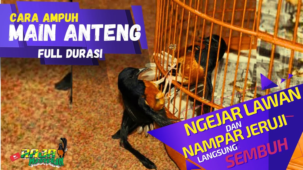 Settingan murai batu ngejar lawan / nempel jeruji agar main anteng