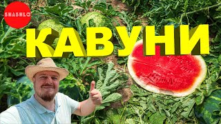 Кавуни - перший досвід вирощування 🍉