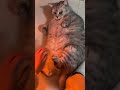 "Chubby Tabby's Me-Time: The Do-Not Disturb Purr-sade."
