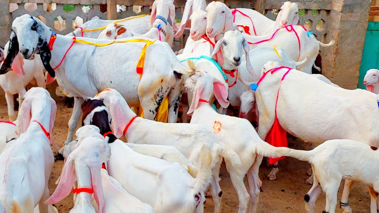 Pakistan Rajan rajan puri tayar pregnant bakriyan 03114787774 Goats Farming in ...
