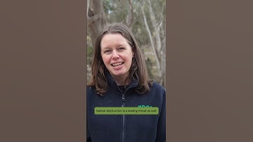 Eastern Barred Bandicoot - Campaign