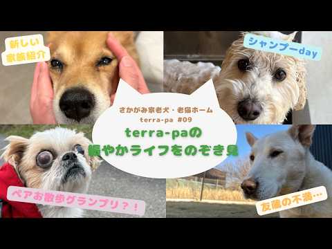 【テラパ】賑やかライフをのぞき見!