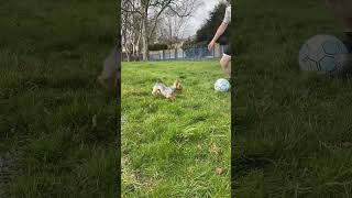 Yorkshire Terrier chases football