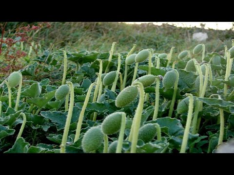 Squirting Cucumber Plant Exploding in Nature with Slow Motion Time Lapse