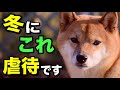 【冬は危険】犬が寒くて辛い時の仕草5選を獣医師が解説します