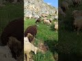 Küçükbaş 🐑🐐 #sarız #doğa #köy #kangalkoyunu #fyp