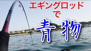 【衝撃】釣れた魚がまさかの青物だった！！