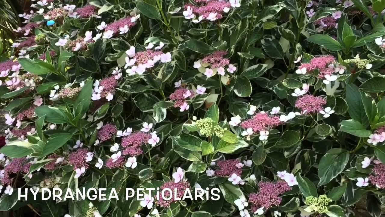 Hydrangea Petiolaris Garden Center Online Costa Brava Girona