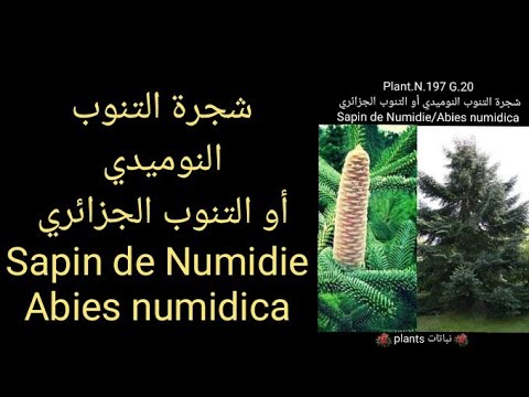 فيديو: شجرة التنوب إنجلمان (24 صورة): وصف الأصناف 