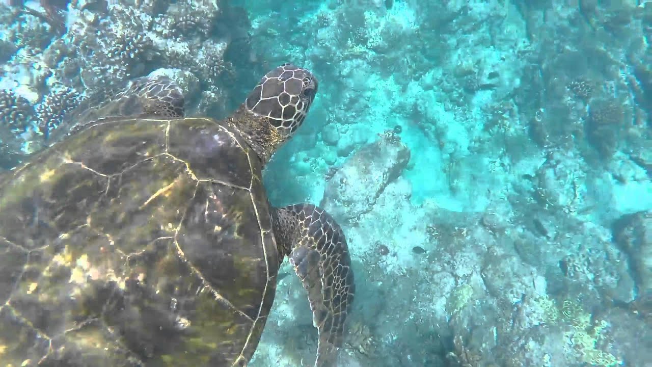 Snorkeling Maui, Hawaii YouTube