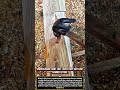 Hidden Wedge Joint That Locks Tight With One Hammer Strike #woodworking #satisfying #wood