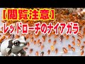【閲覧注意】レッドローチの育て方・卵を取ってから幼虫を孵化させます。レッドローチの繁殖方法、初令を採取する方法、卵回収方法