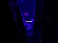 JELLYFISH #shorts #youtubeshorts #trending #funnyshorts #viral