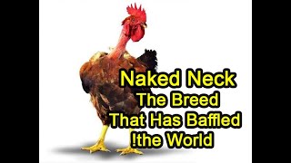 Naked Neck Chickens… A Bizarre Appearance and Amazing Features!