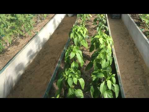 Как организовать в теплице посадки? | Обзор тепличного пространства