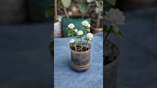 How to mogra plant cutting se karo 🌱🪴#gardening #plant #short