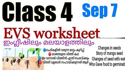 Class 4 Evs worksheet September 7|4 std Environmental studies| പരിസര പഠനം |mindblowingkids