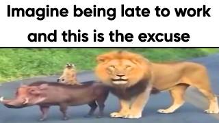 Animal Memes