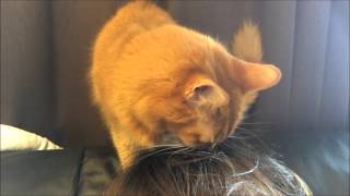 髪の毛を舐める猫 Youtube