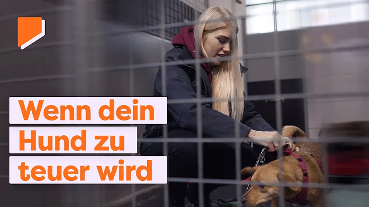 Corona und Inflation: Tierheime in der Krise