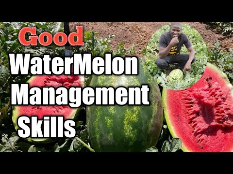 Video: Kontrola háďatiek vodných melónov: Ako spravovať melóny pomocou háďatiek