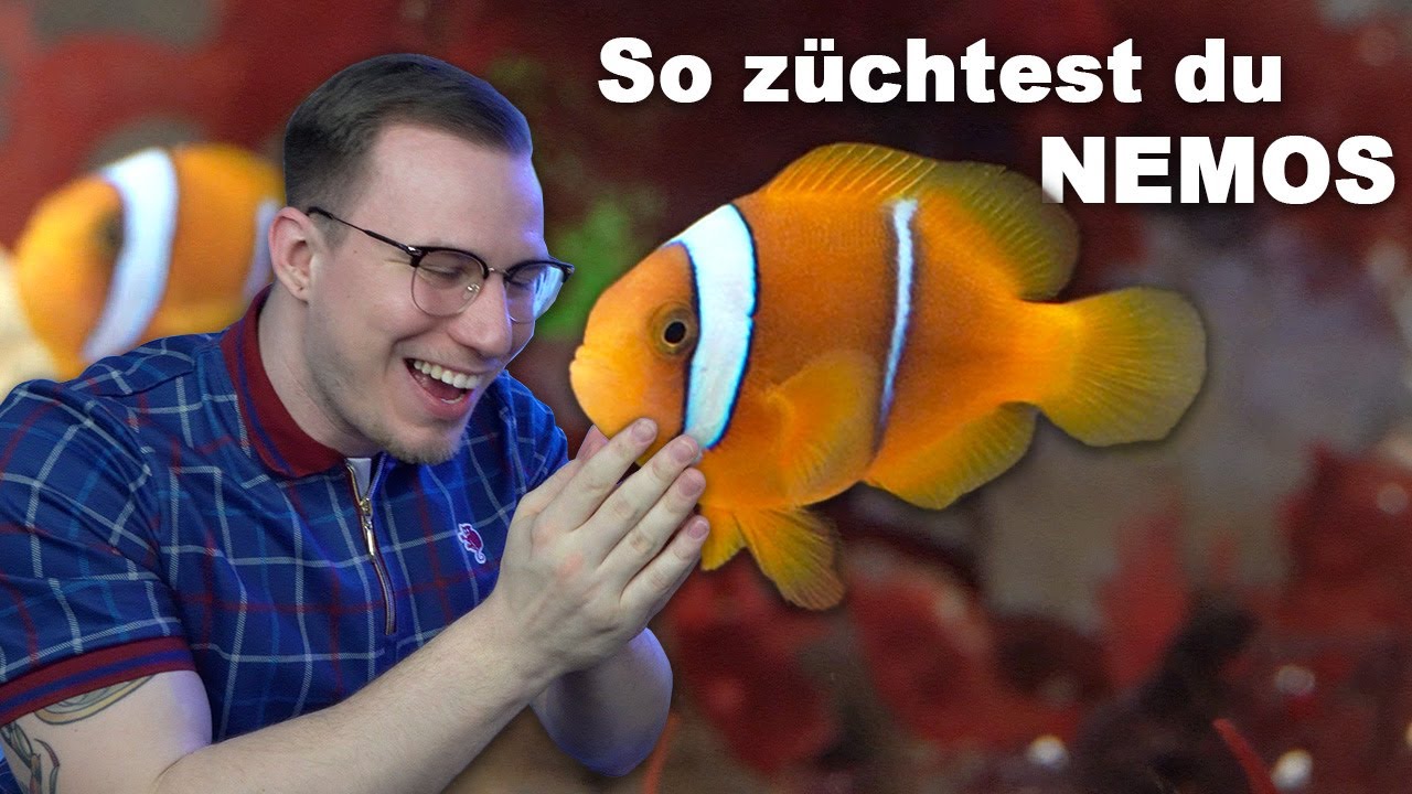 SO ZÜCHTEST DU NEMOS in 2022 - Anemonenfische im Aquarium vermehren *Tutorial*