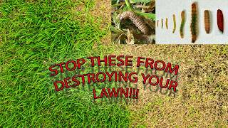 How to Treat and Kill Sod Web Worms | What Products Worst Best to Treat Pest in Your Lawn!!!