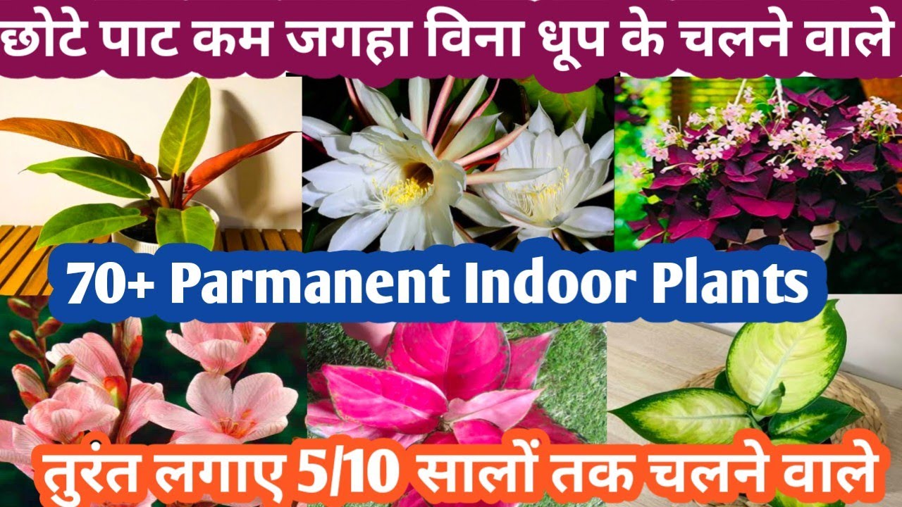 छोटे पाट कम जगह बिना देखभाल कोल्डड्रिंक की वोतलो मे 10 सालो तक चलने वाले 70+ Parmanent Indoor Plants